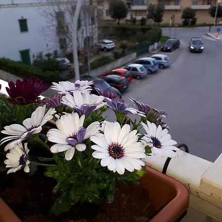 Rizzi Marianna Monopoli